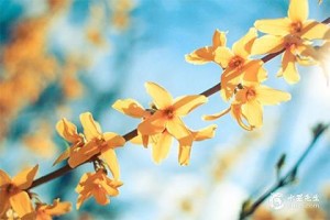 对鼠相好的属相有哪些?