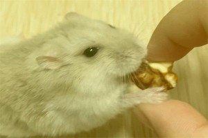 属鼠事业最佳合伙属相