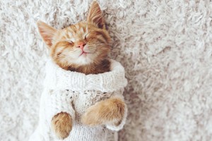 家中养猫养狗的风水注意事项有哪些