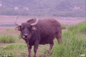 属牛的人犯太岁的年份是哪一年