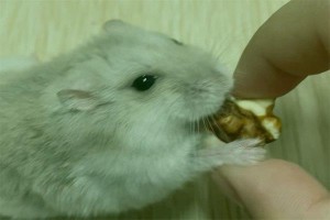 鼠年犯太岁的生肖有哪几个